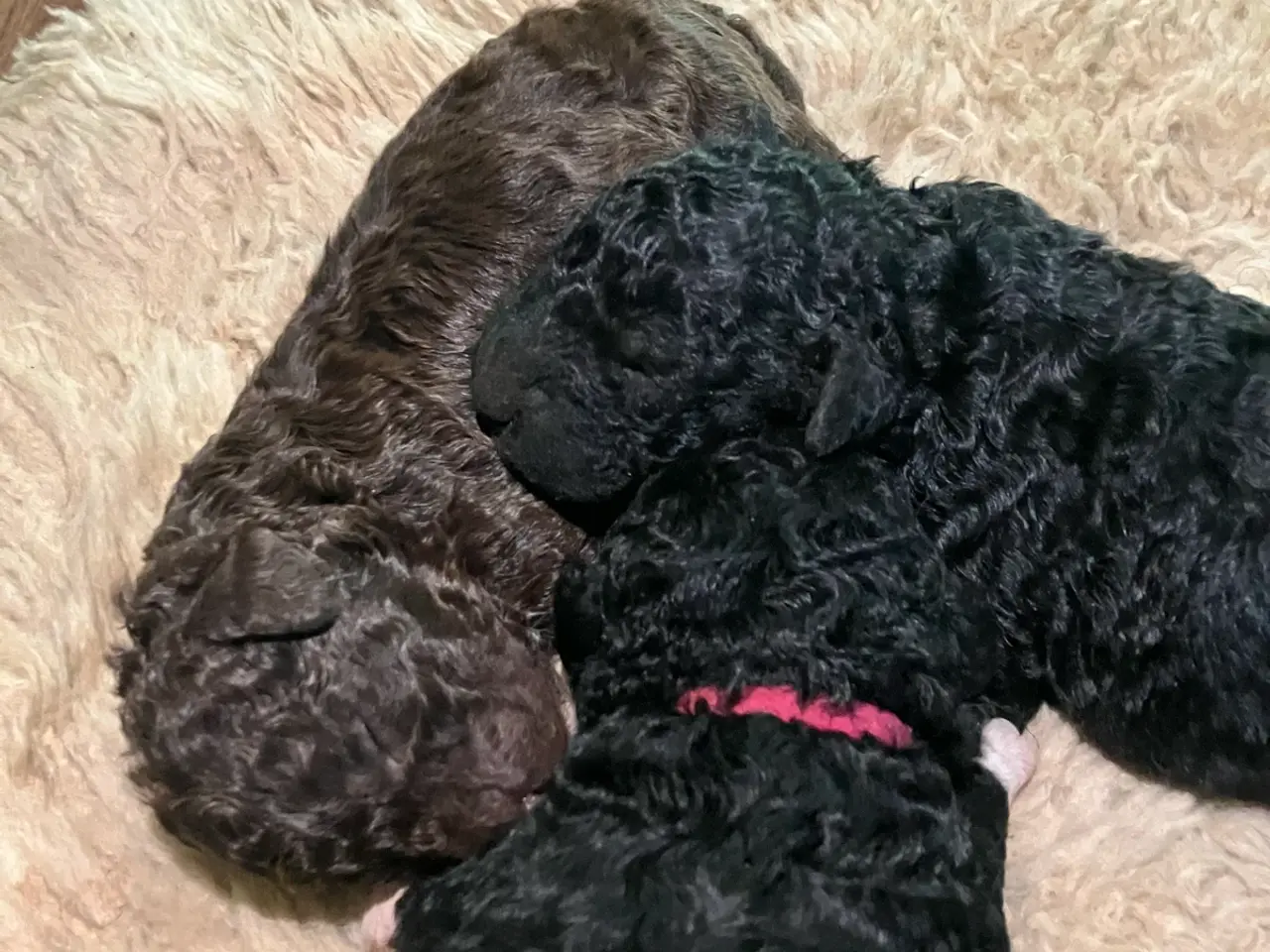 Billede 2 - Lagotto/curly coated retriever