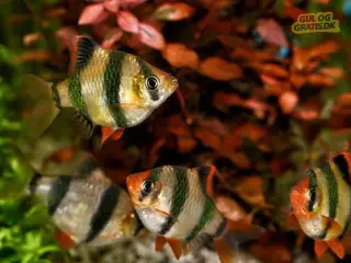Alle slags fisk