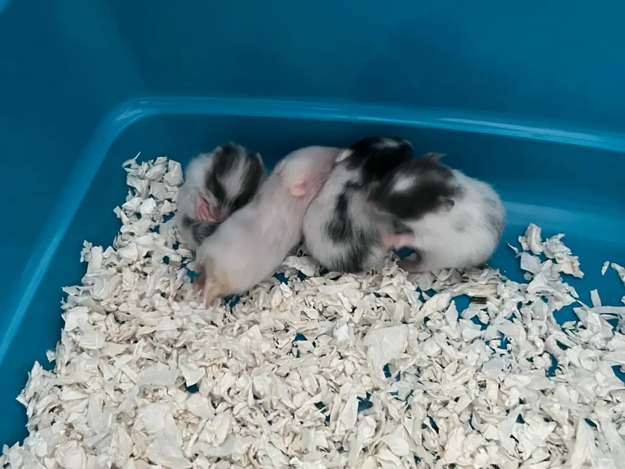Billede 3 - Guldhamster unger