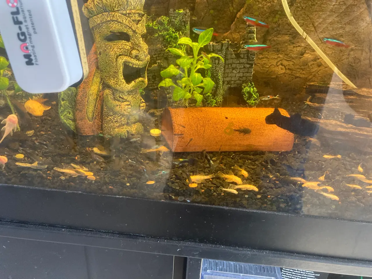 Billede 1 - Akvarie sugemaller 