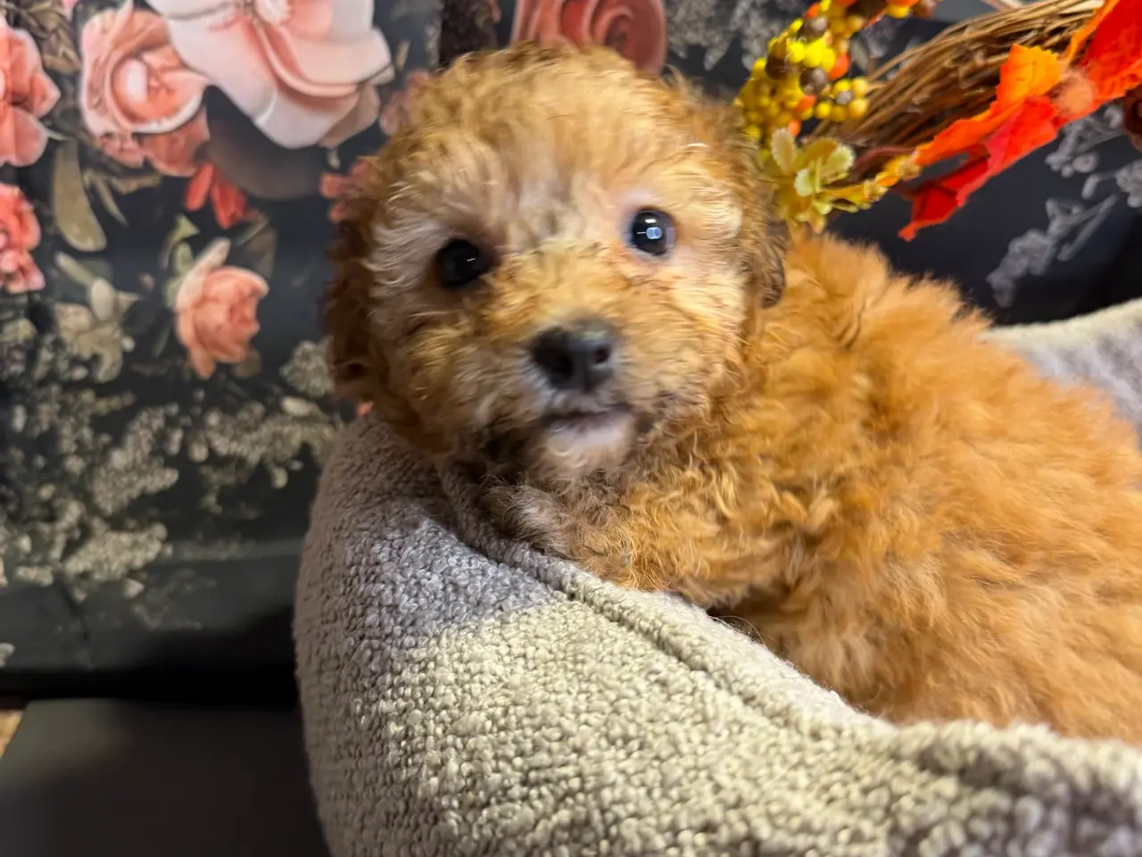 Billede 15 - 🐾✨ Skønne Mini  Maltipoo hvalpe 