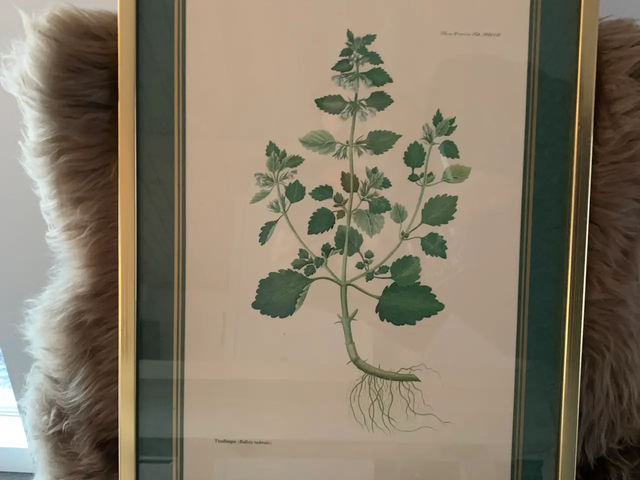 Billede 1 - Flora Danica billede -Tandbæger