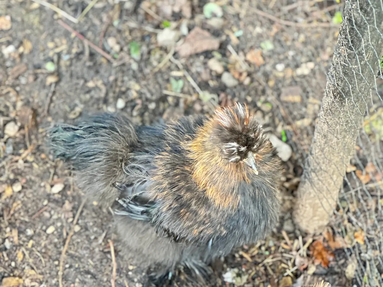 Billede 7 - Silkie sælges 