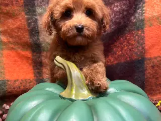 🐾maltipoo miniature September  🐾 - 2