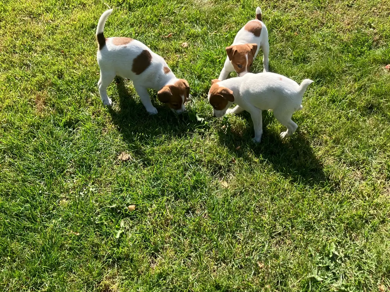 Billede 19 - Jack Russel hvalpe