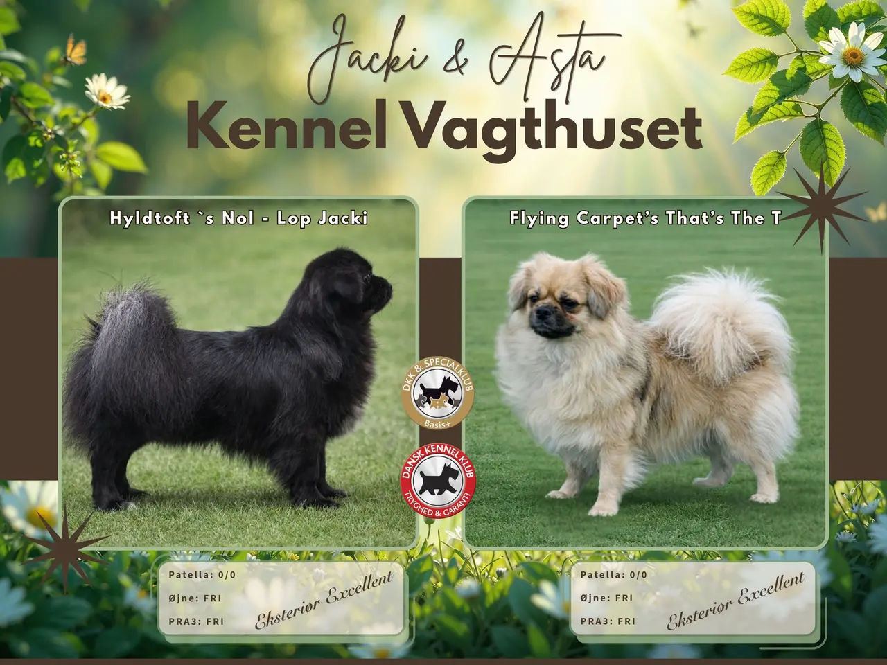 Billede 15 - Tibetansk Spaniel hvalpe