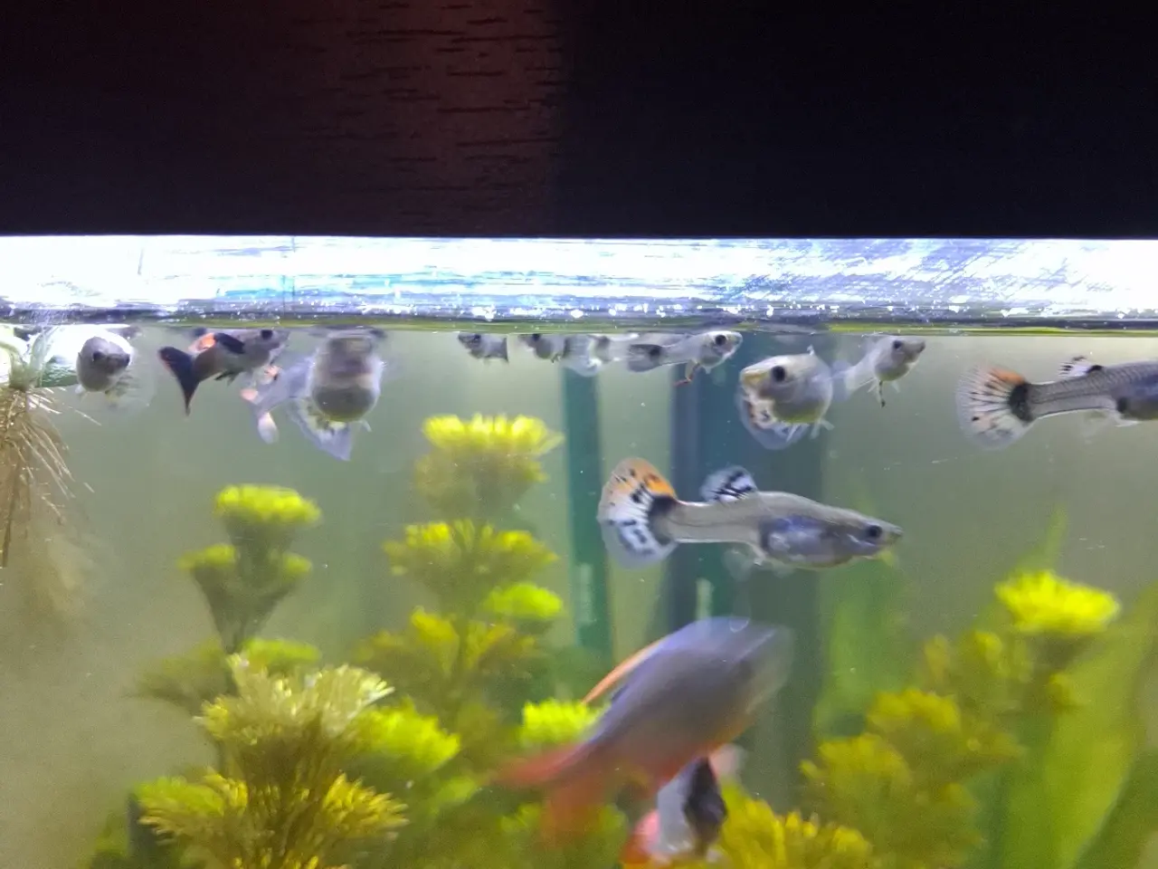 Billede 5 - Guppy mix han og hun
