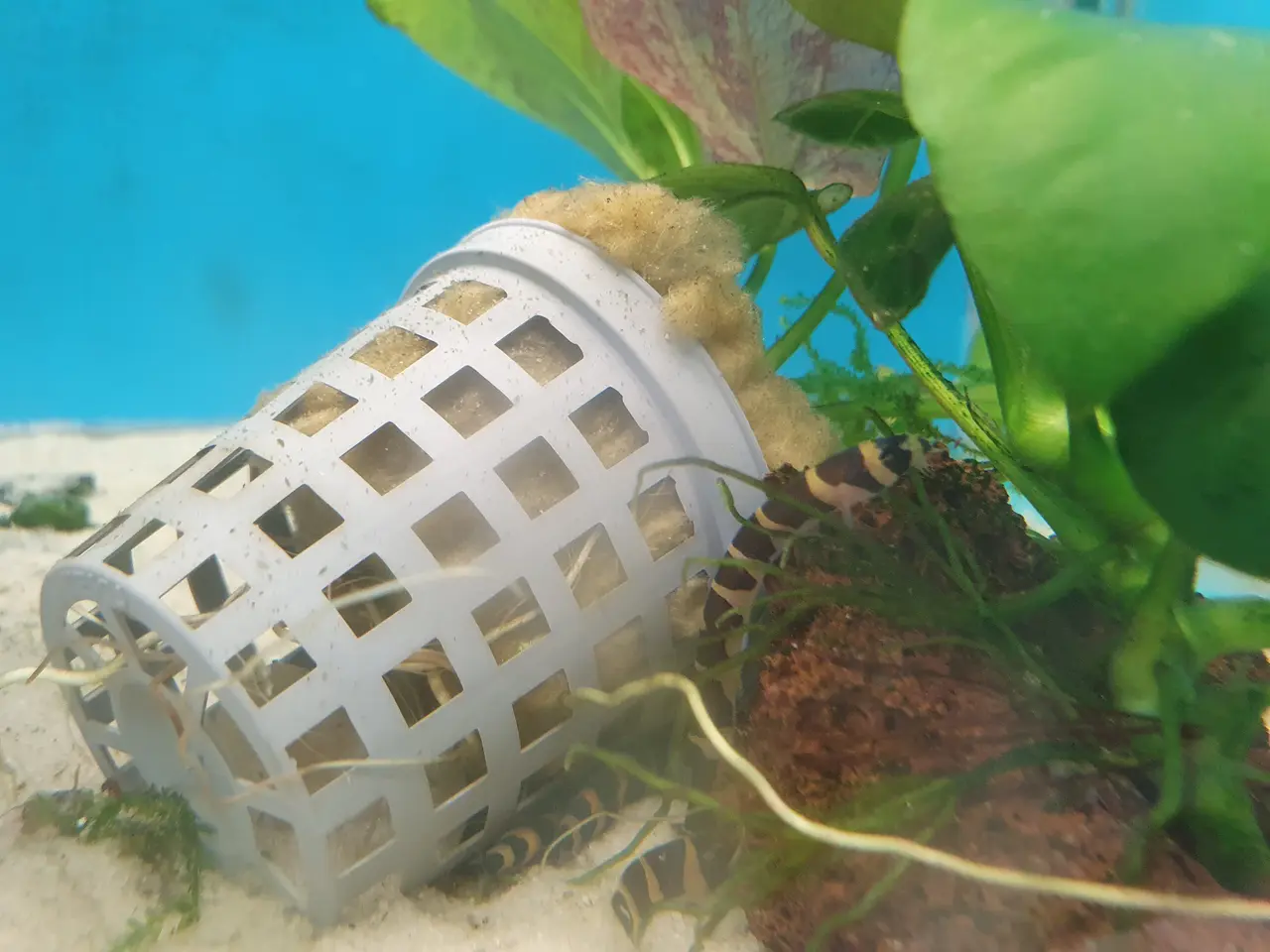 Billede 3 - 🐍🐟 KUHLI ÅL TIL SALG 🐟🐍