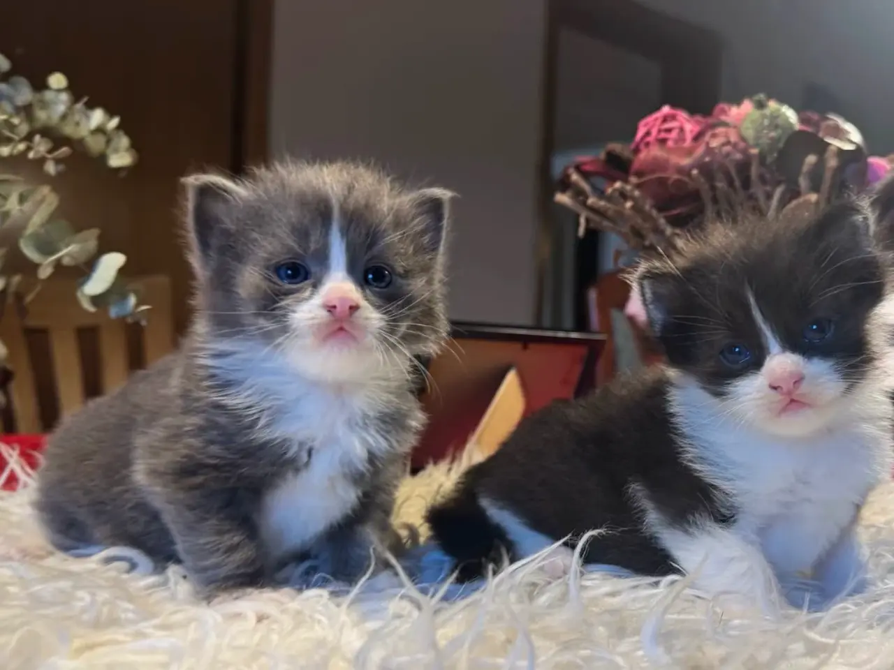 Billede 2 - 💙🖤Maine Coon/Ragdoll hankillinger 💙🖤