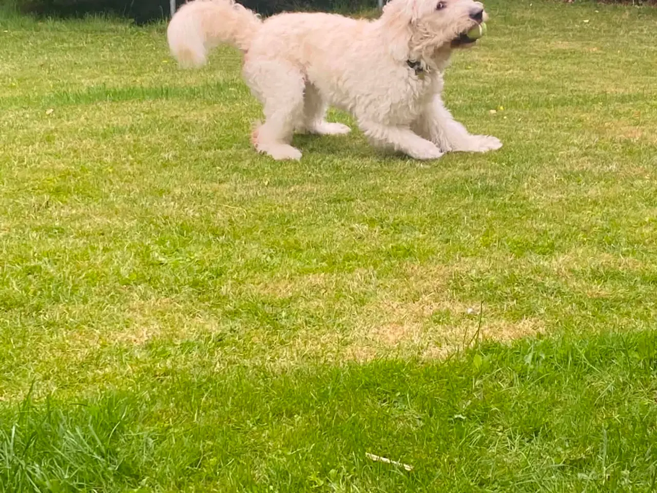 Billede 4 - Golden doodle