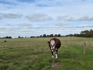 Hereford/RDM ko - 3 årig håndtam