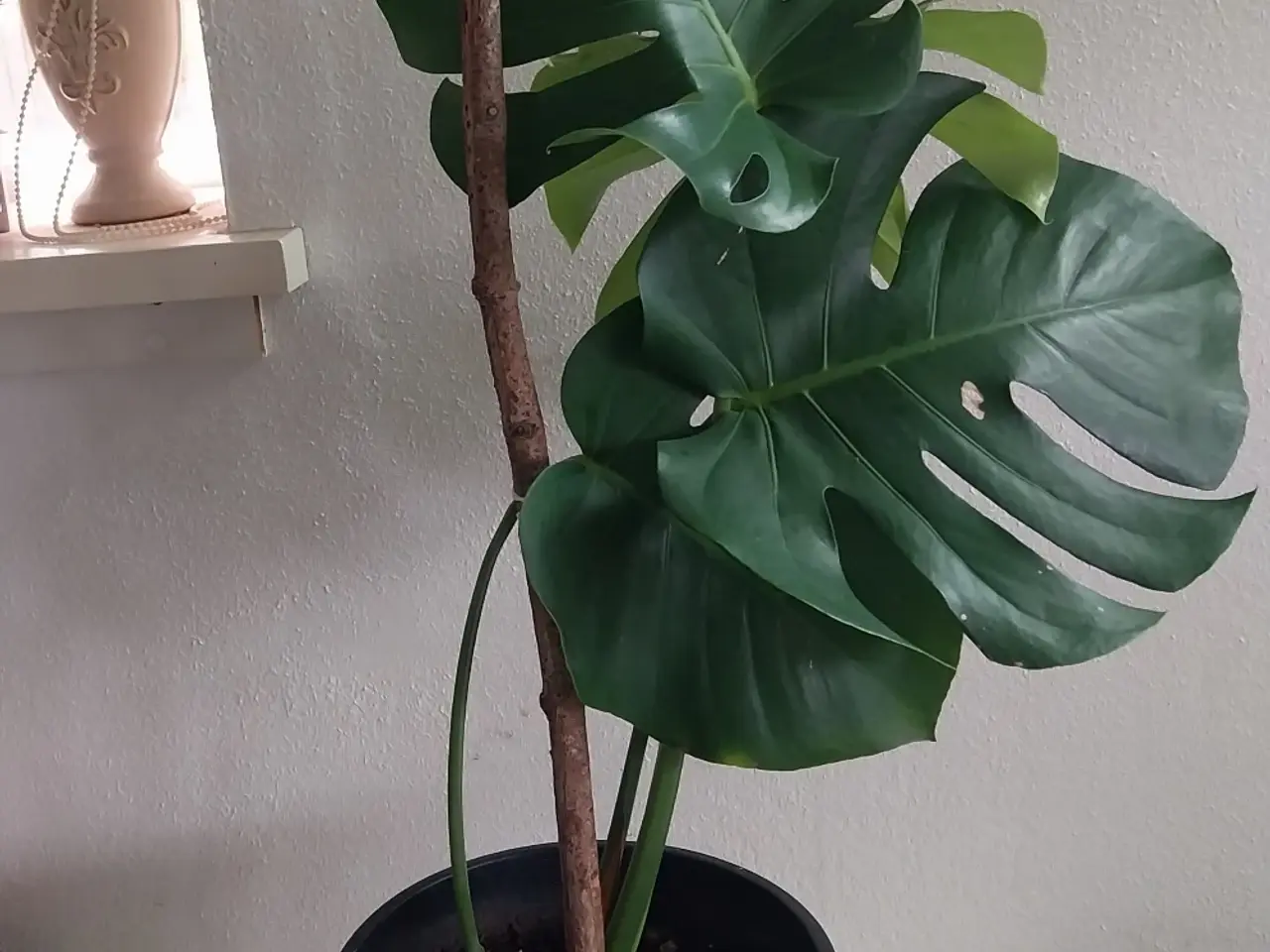 Billede 6 - Plante Monstera 