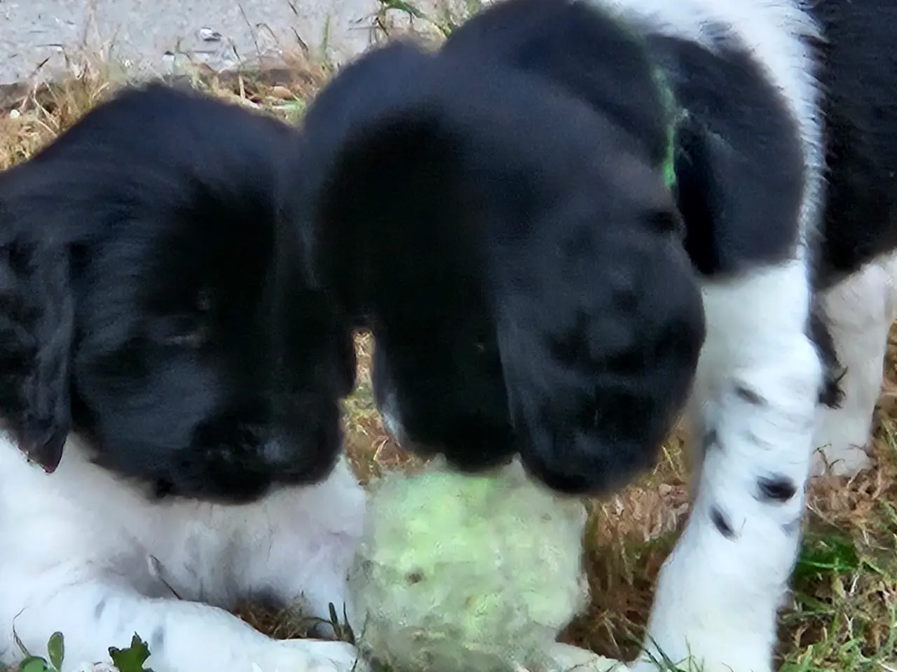Billede 1 - 5 hanner søger nye hjem 