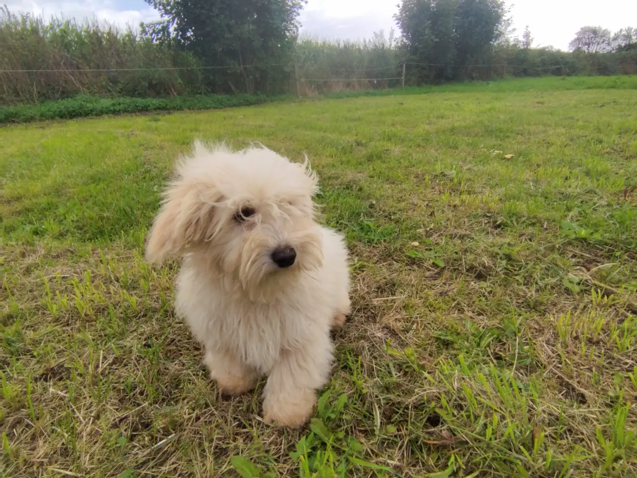 Billede 4 - Coton de Tulear 