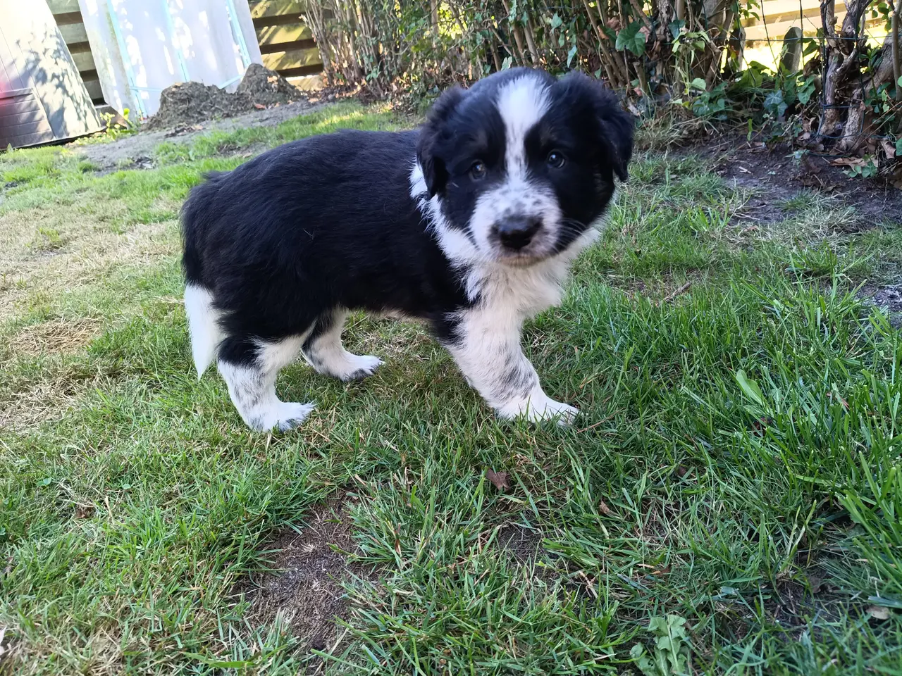 Billede 2 - Australien sheppard/border collie