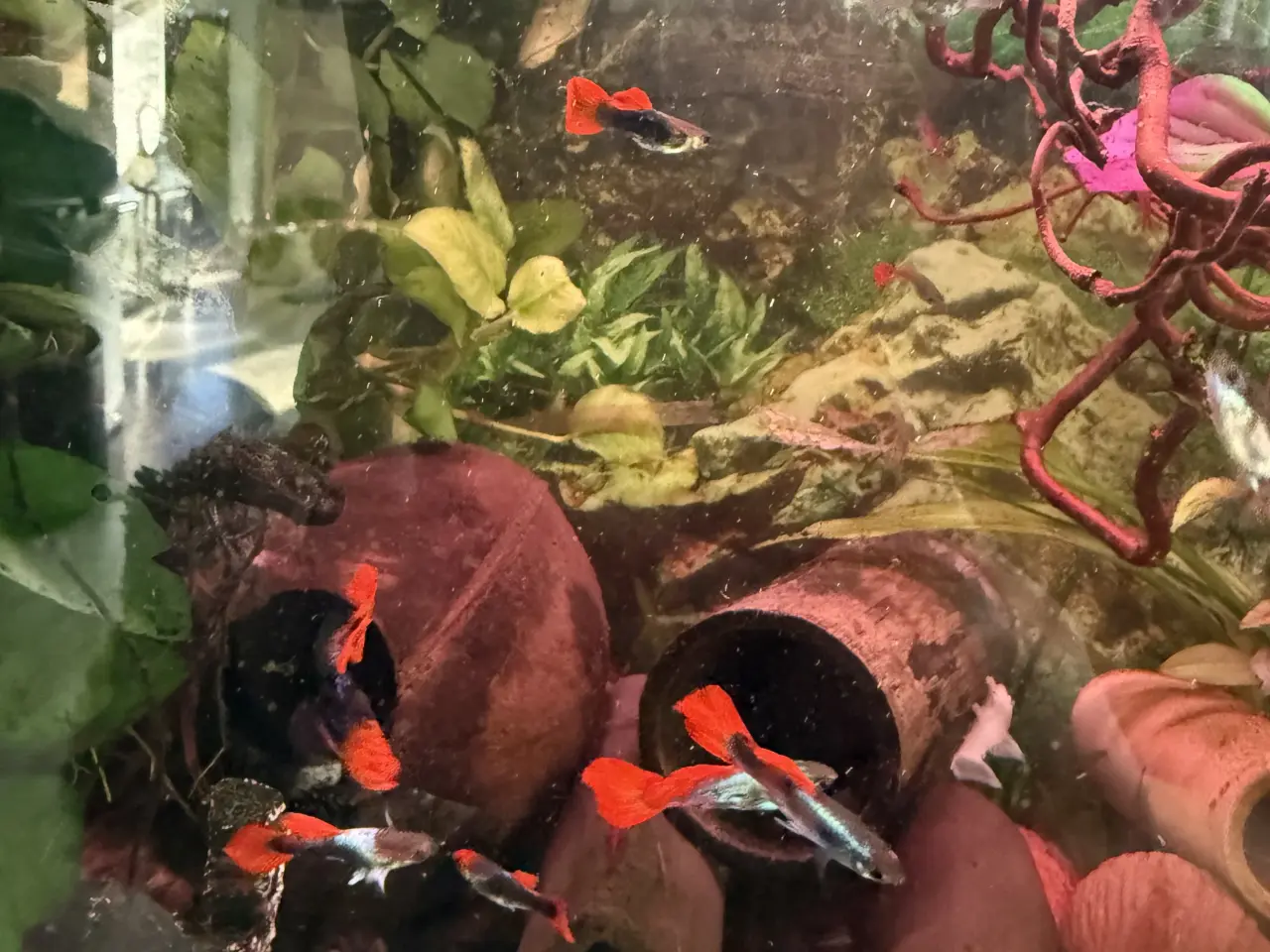 Billede 1 - Guppy hanner flotte farver 