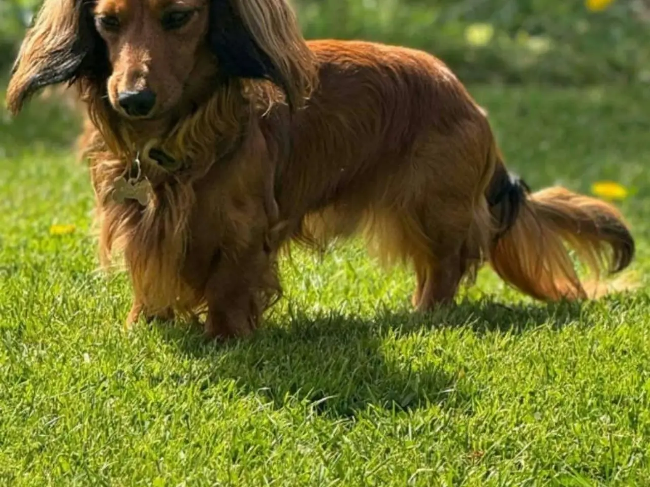 Billede 11 - Miniature langhårede gravhundehvalpe