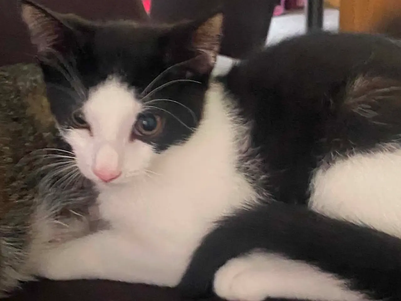 Billede 9 - 🐱 Søde og kærlige kattekillinger søger nyt hjem 