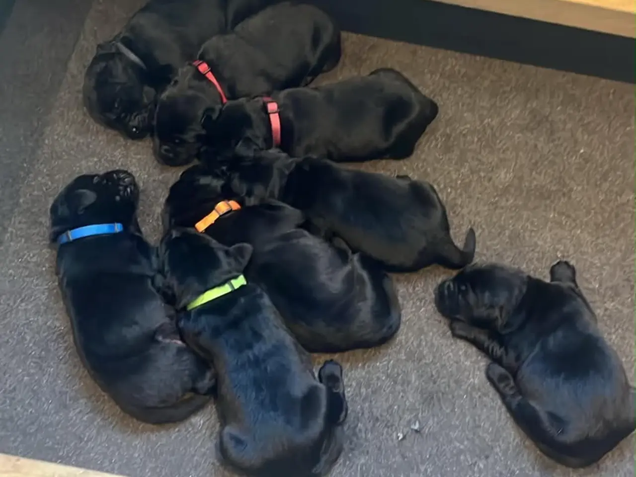 Billede 6 - Labrador hvalpe