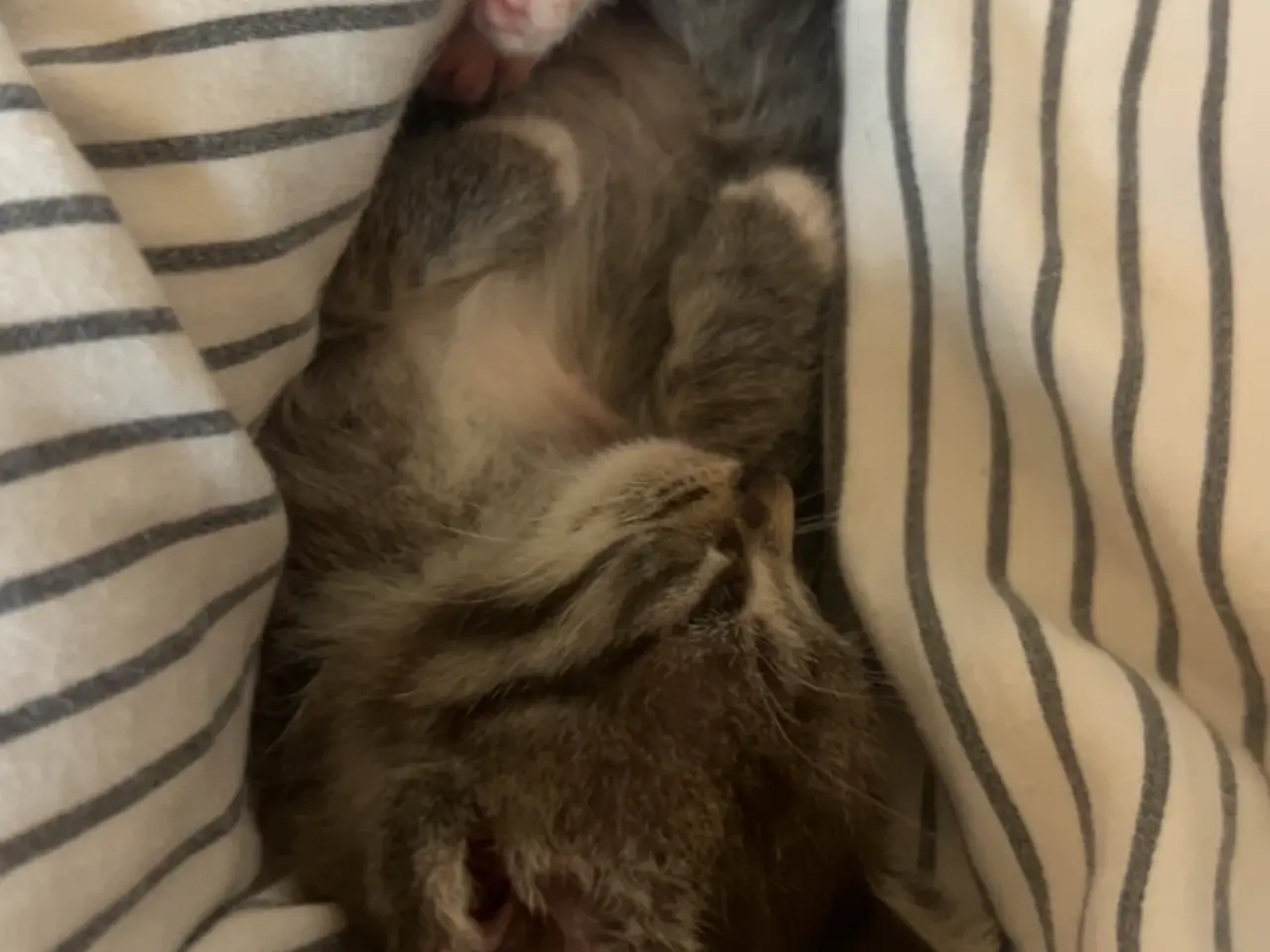 Billede 14 - Søde katte killinger søger hjem❤️