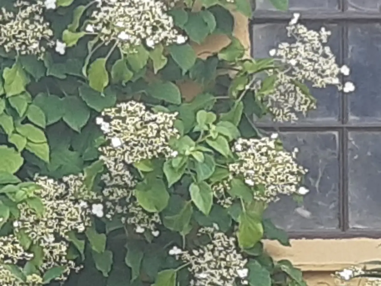 Billede 1 - Klatrehortensia