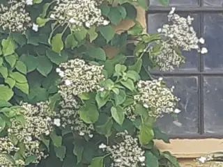 Klatrehortensia