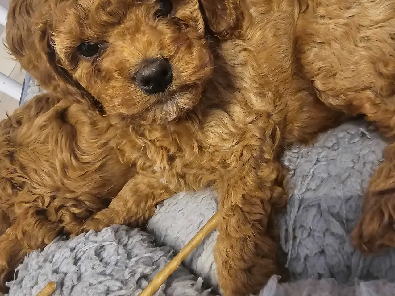 Billede 2 - Cockapoo F1B 