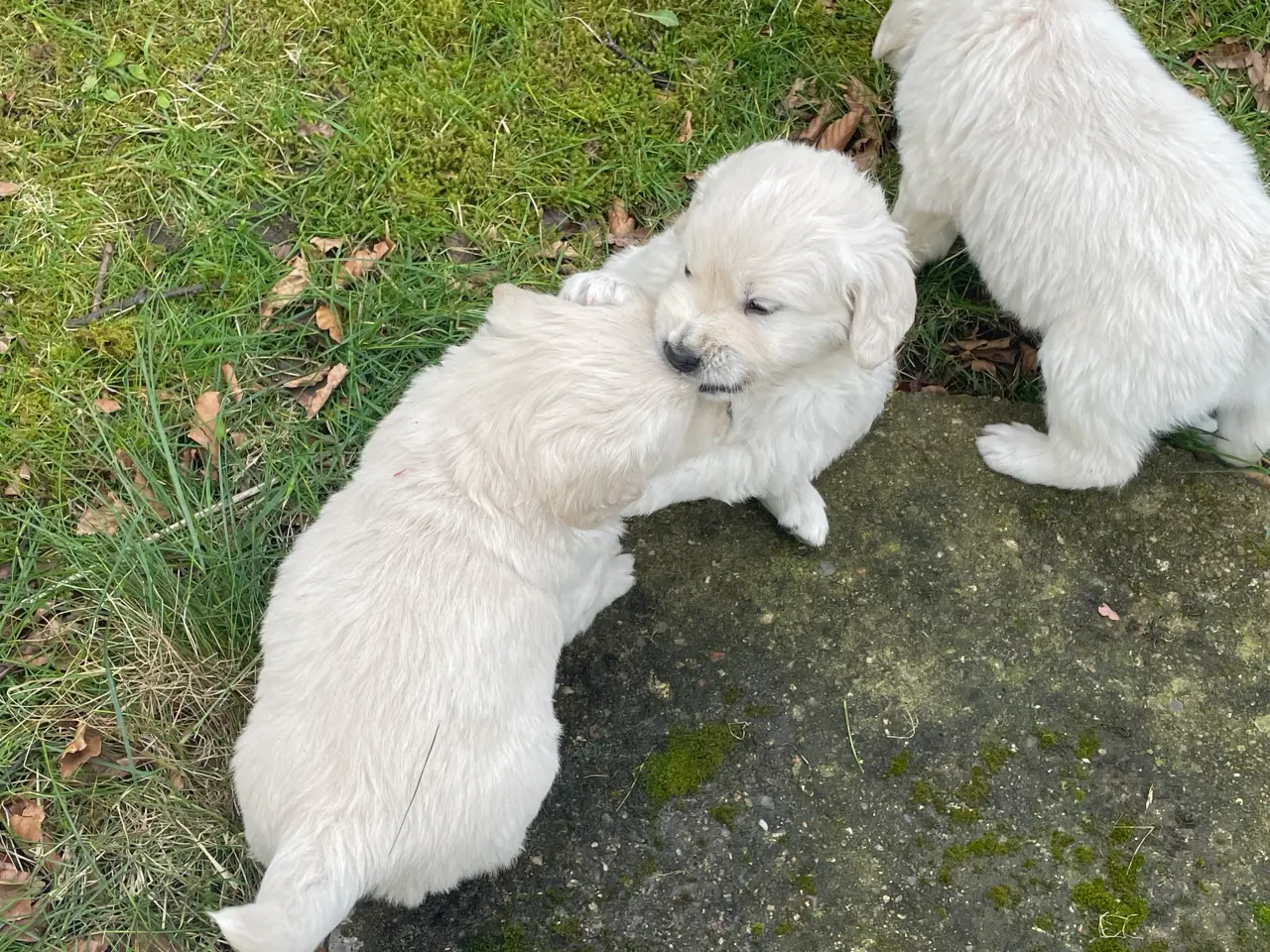 Billede 2 - Golden Retreiver hvalpe