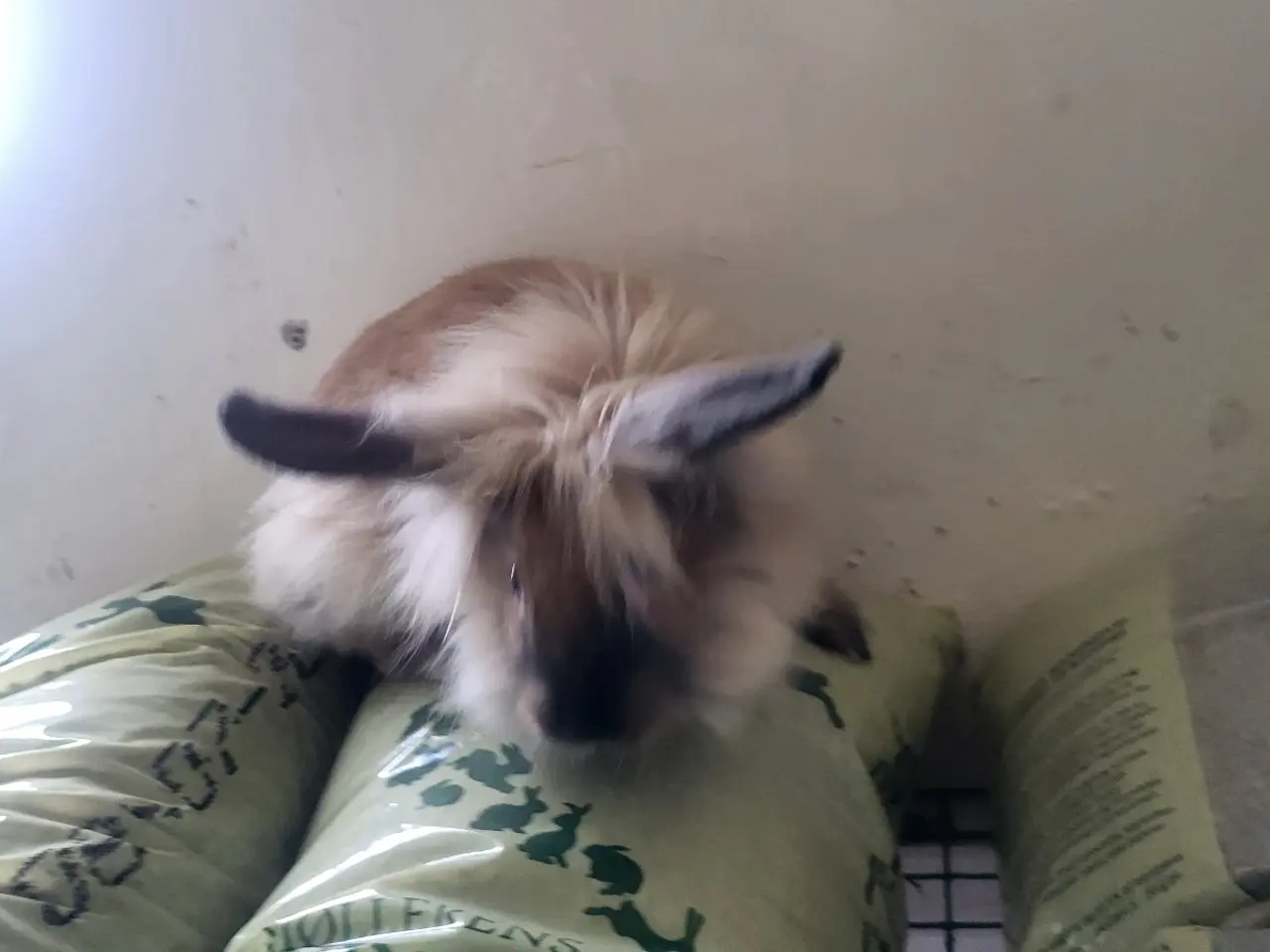 Billede 1 - Kælne Angora blanding