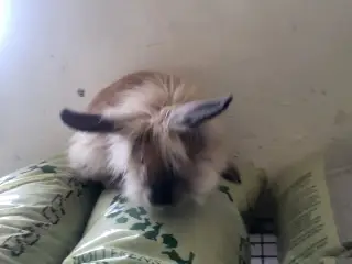 Kælne Angora blanding