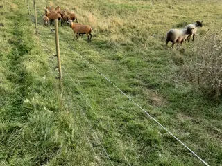 Cameroune får 9 stk