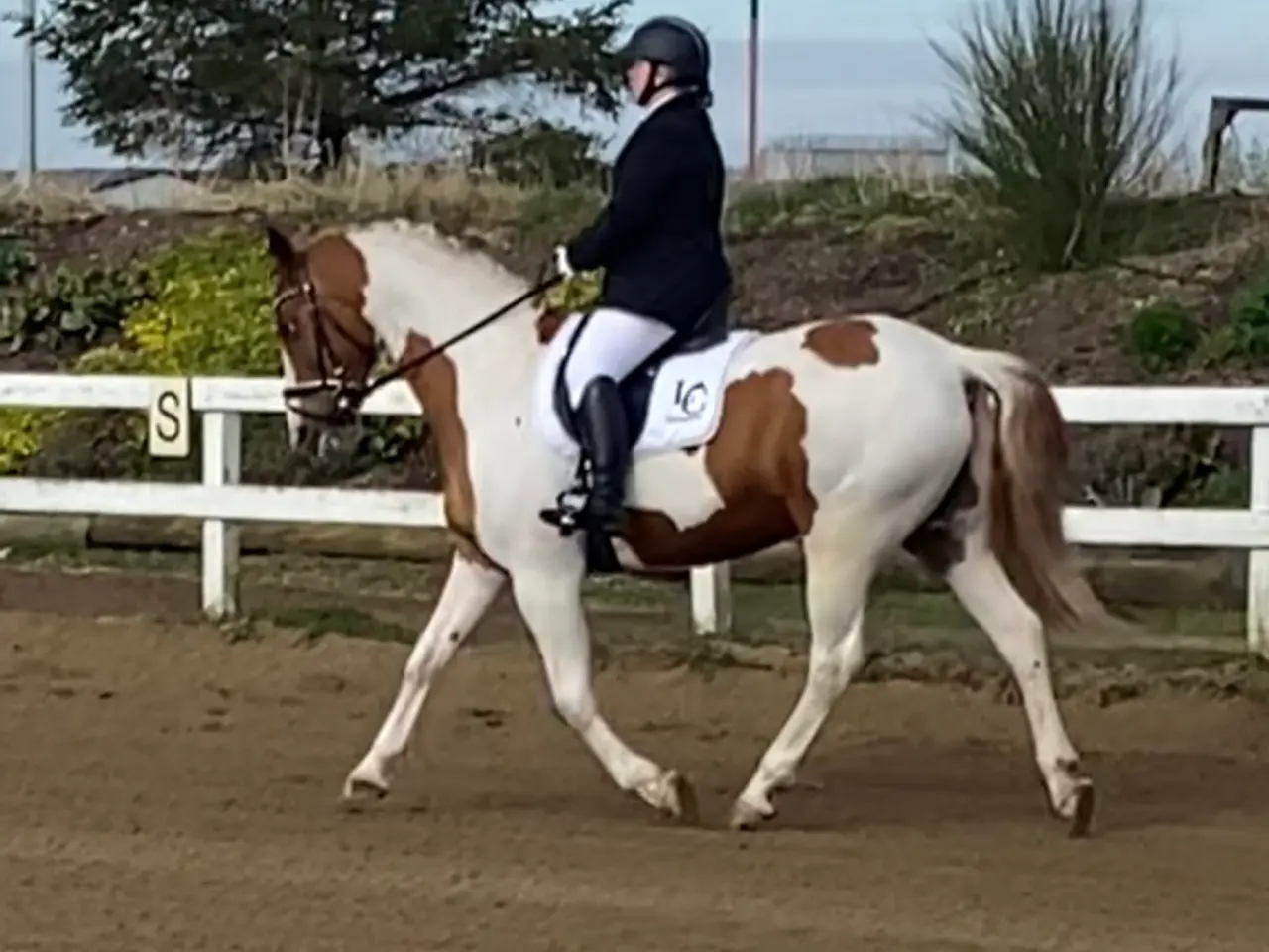Billede 9 - Perfekt junior hest/ luksus kone hest ❤️ - Mor og