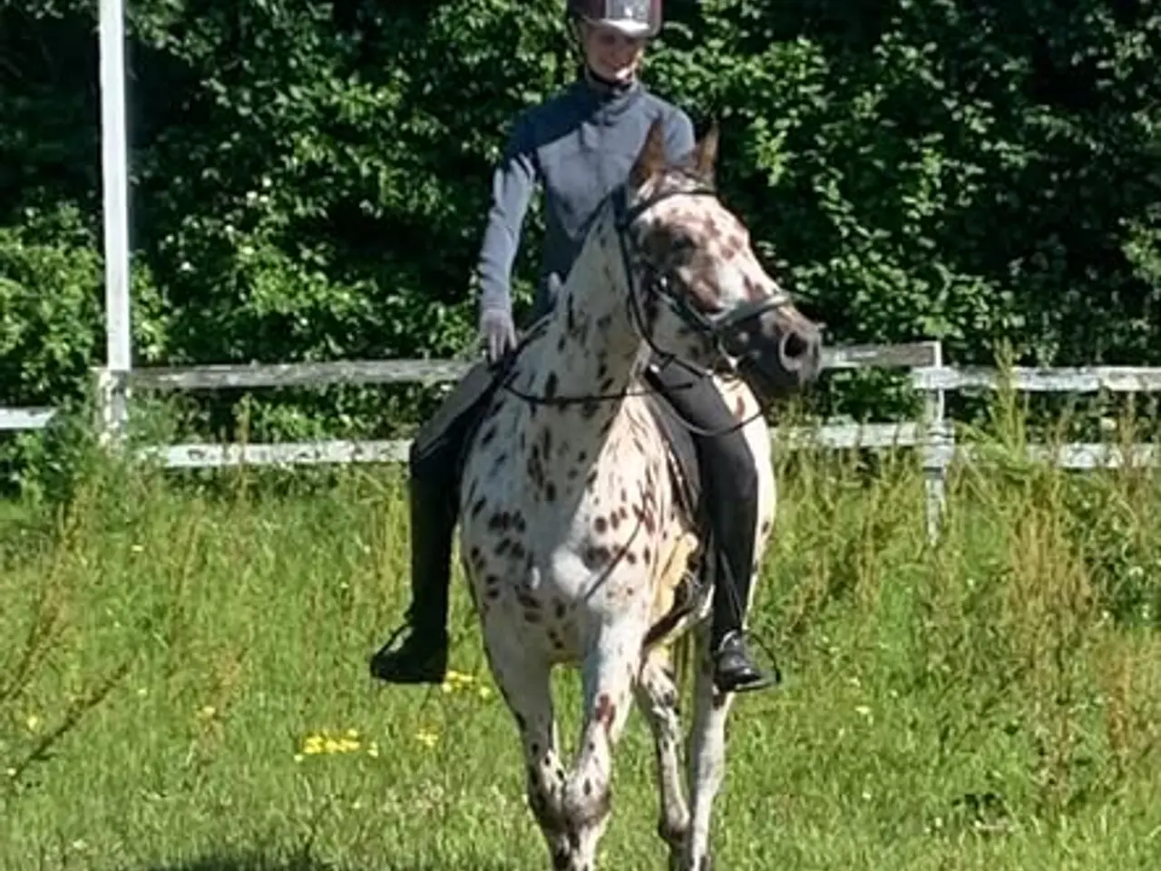 Billede 1 - 3,5 års vallak