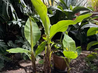 4 stk. flotte bananplanter/palmer