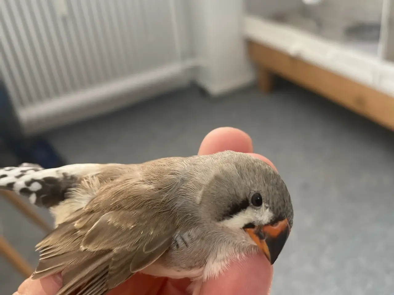 Billede 2 - Zebrafinker Til 