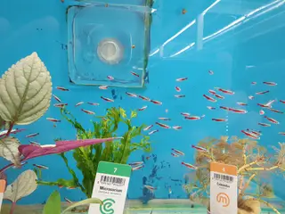 🔴🐟 RØDE NEON TIL SALG 🐟🔴