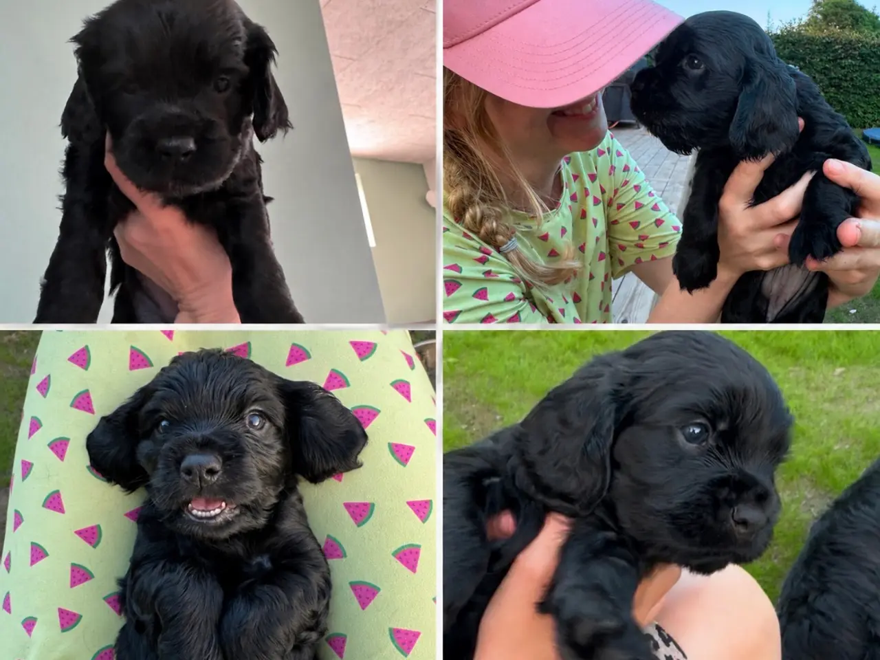 Billede 1 - Cockerspaniel/ cavalier hvalpe 