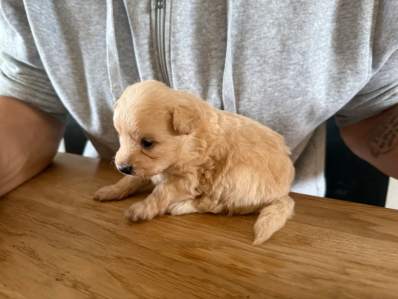 Billede 12 - Pomapoo hvalp ❤️