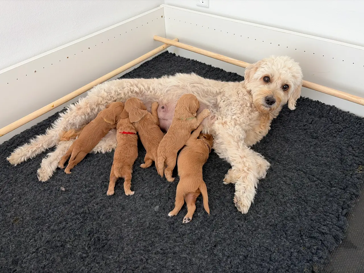 Billede 12 - Doodle hundehvalpe til salg🐶