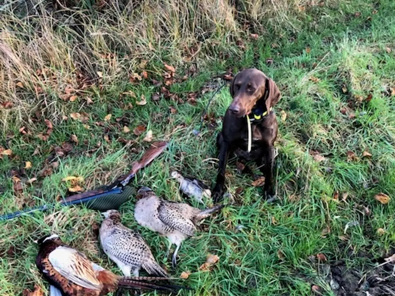 Billede 6 - Tysk korthåret hønsehund