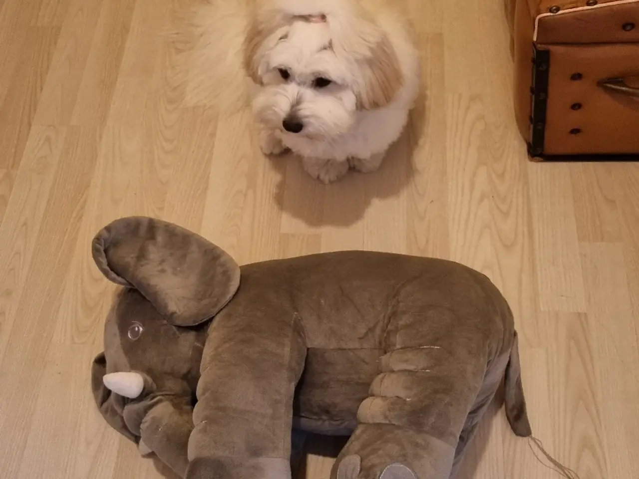 Billede 5 - Hunde senge og putte Elefant