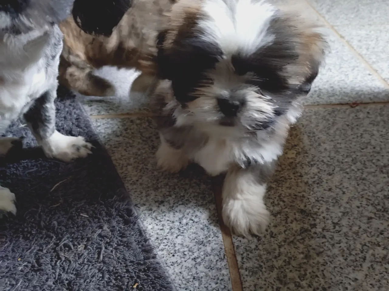 Billede 7 - Lhasa apso hvalpe med stambog 
