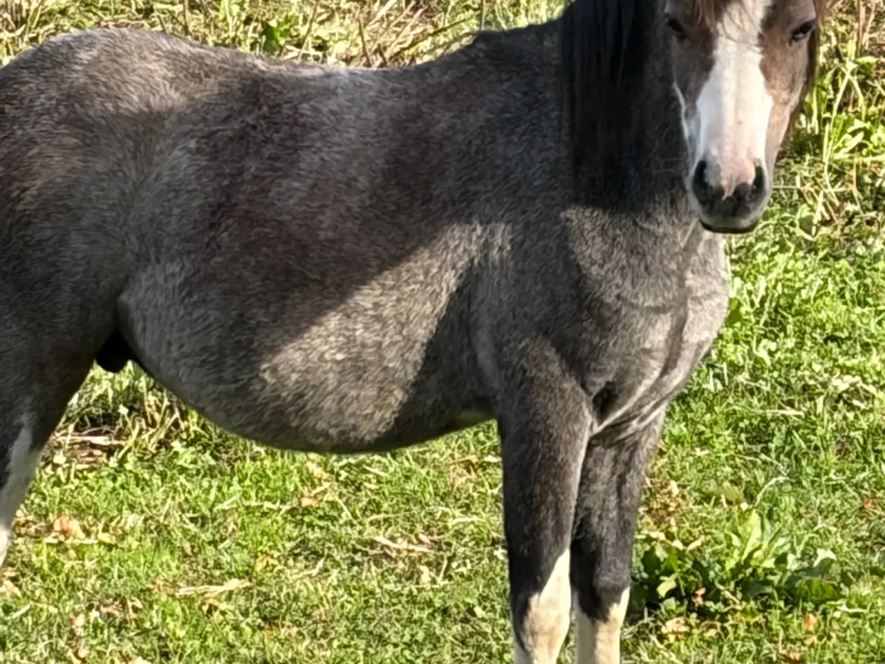 Billede 1 - Welsh vallak