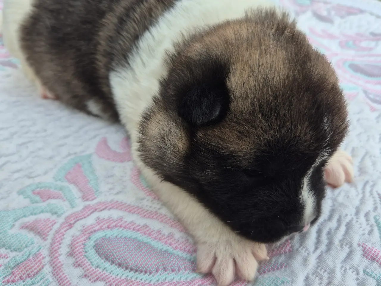 Billede 3 - American Akita hundehvalpe 🩷💙💙💙