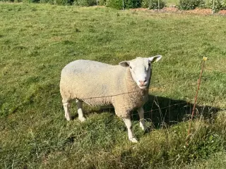 Fårebesætning texel sælges