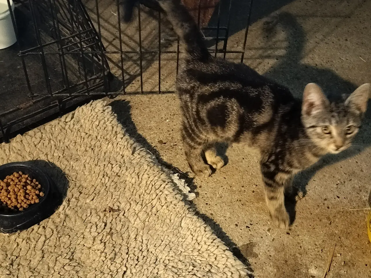 Billede 2 - Lille Kat - kattekilling