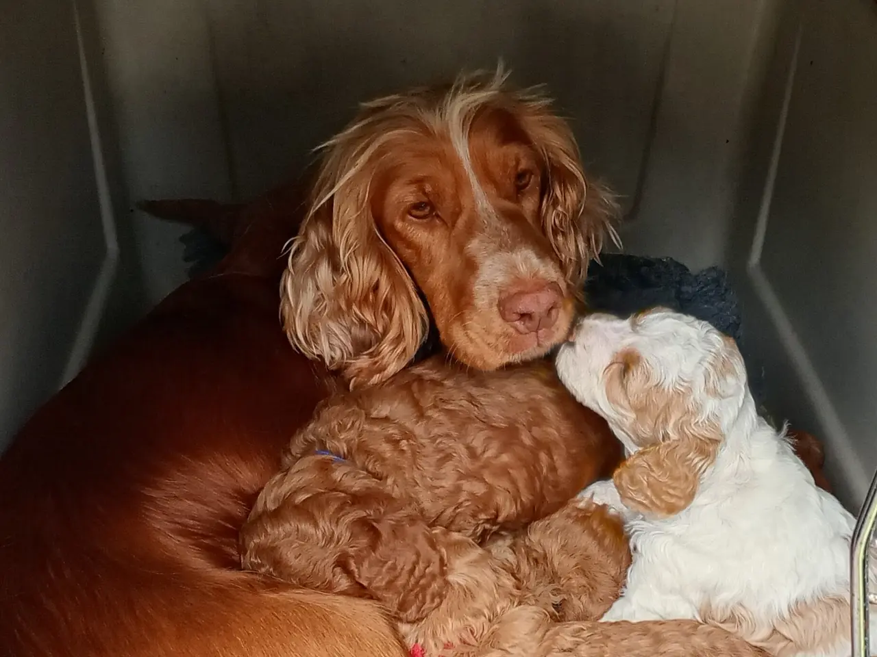Billede 9 - Coackapoo hvalpe(50% cocker spaniel og 50% puddel)