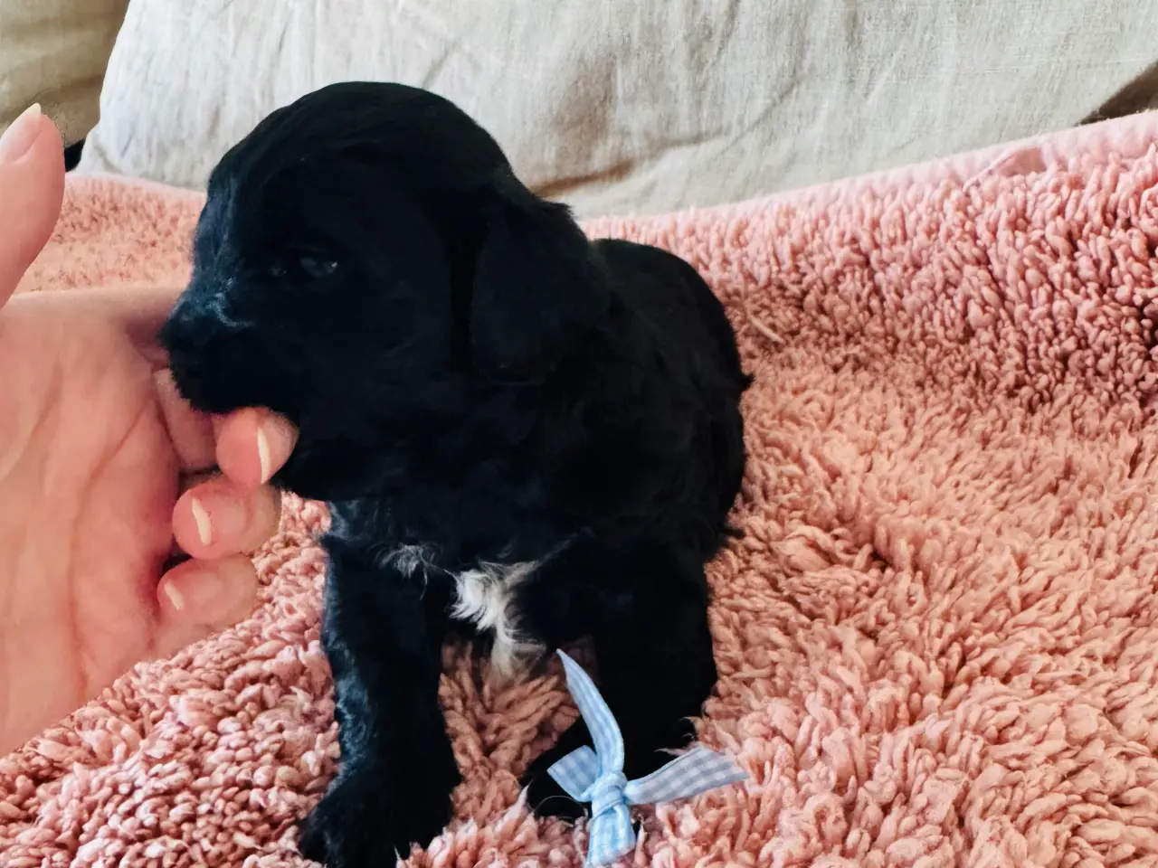 Billede 3 - Shihpoo hvalpe 🐶🌸 rejseklar 19. Maj 26