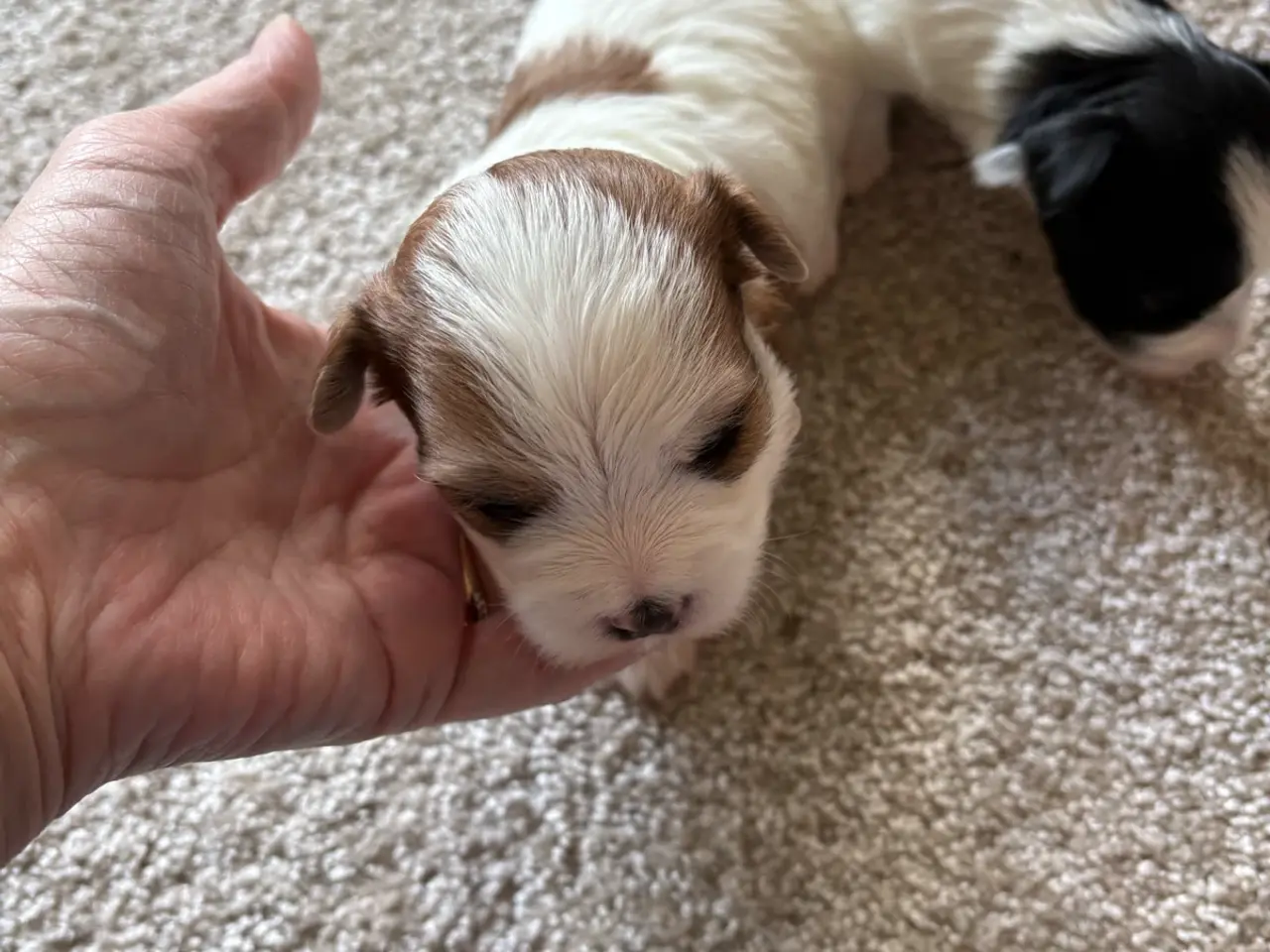 Billede 3 - Super dejlig Bichon Havanais hvalpe🐶