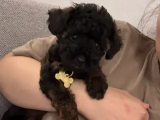 Toy puddel hvalp  - 2